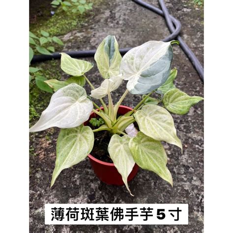 佛手芋開花|天南星科－台灣姑婆芋 (佛手芋) @水晶蘭的種子花草格